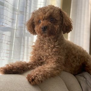 Meet your Posher, Saba